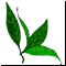 ����� �5