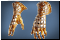 Desert Gloves