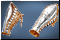 Desert Bands